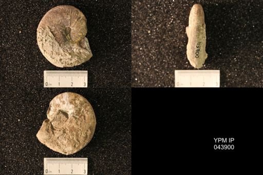 Hoploscaphites nicolletii