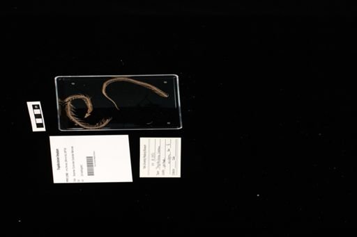 Tropidoclonion lineatum