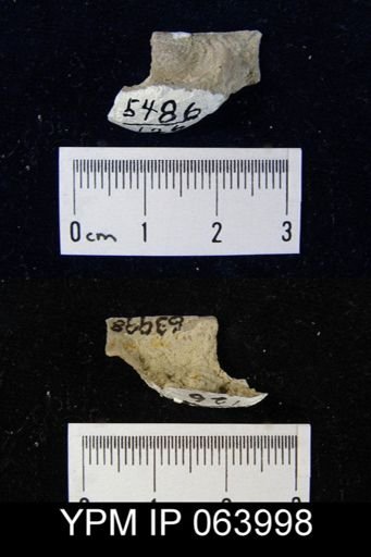 Leptaena tennesseensis