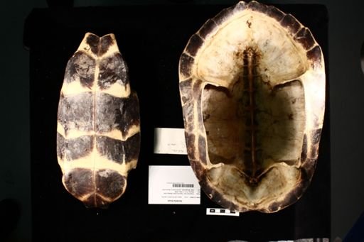 Hardella thurjii