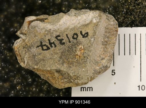 undet. Mollusca