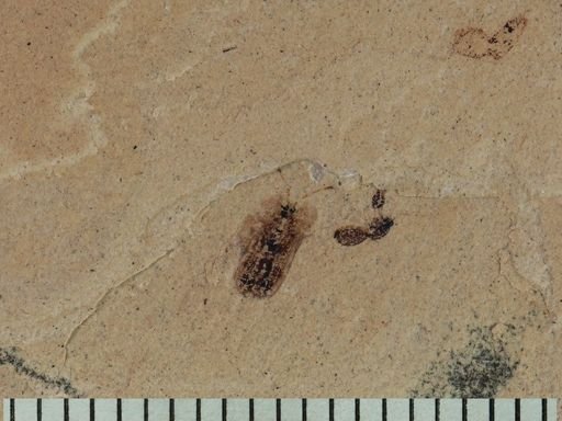 Chrysomelidae
