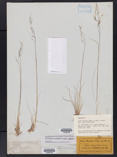 Ptilagrostis