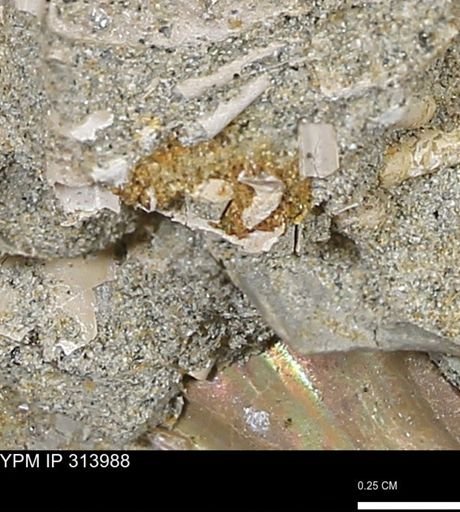 undet. Mollusca