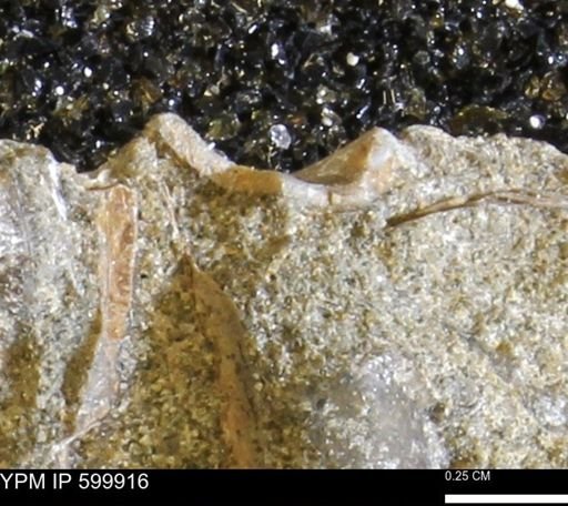 undet. Bivalvia