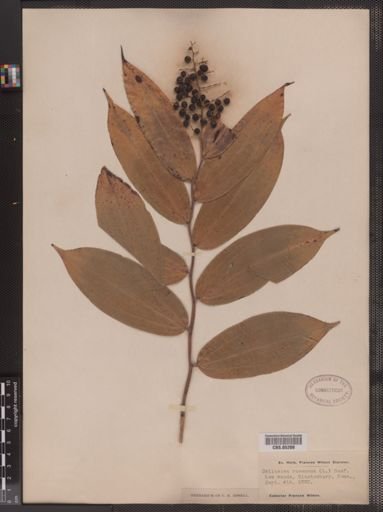 Maianthemum