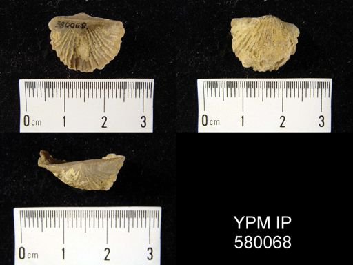 Strophodonta demissa?