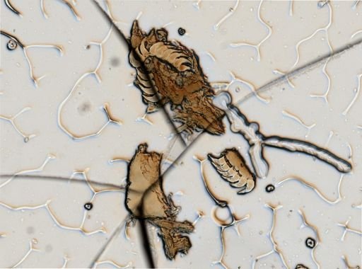 Elysia catulus