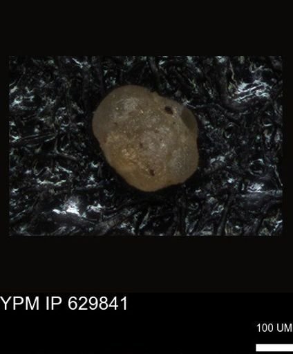 undet. Foraminiferida