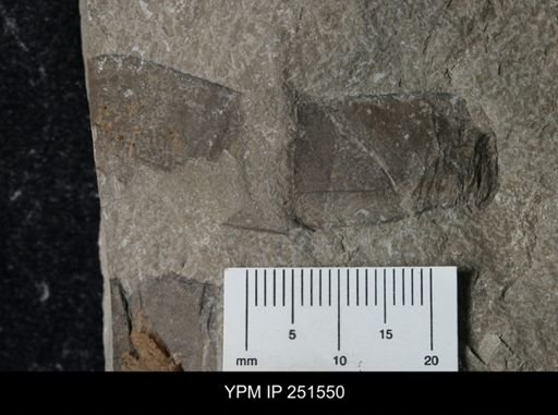 undet. Eurypterida