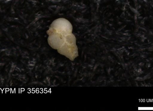 undet. Heterohelicidae