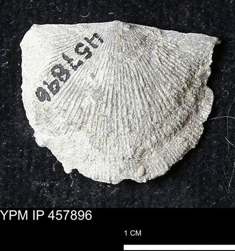 Strophodonta sp.