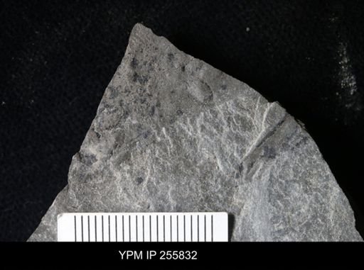 Eurypterida