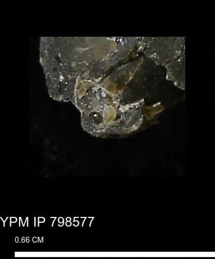 undet. Mollusca