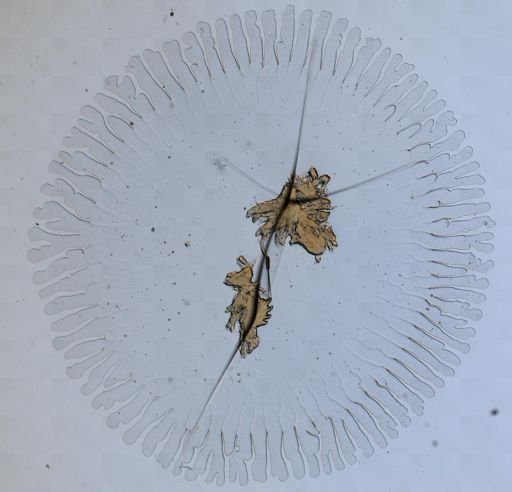 Flabellina verrucosa