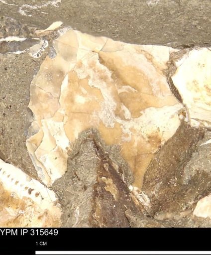 Baculites eliasi
