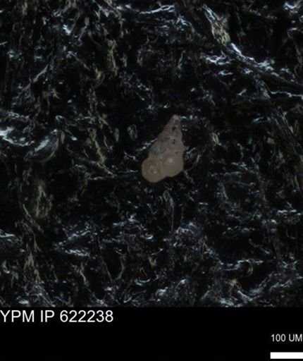 undet. Heterohelicidae