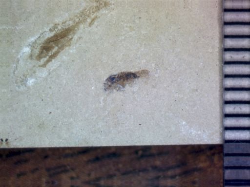 undet. Pterygota