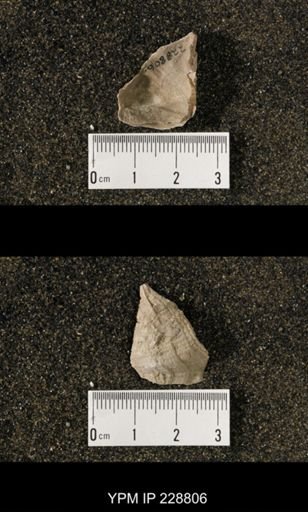 Neospirifer sp.