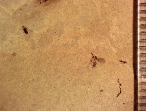 Diptera?