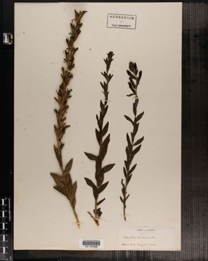 Plantae
