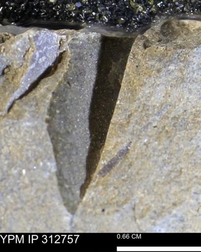 undet. Mollusca