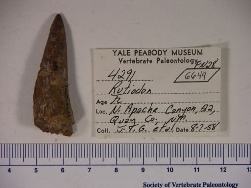 Parasuchidae