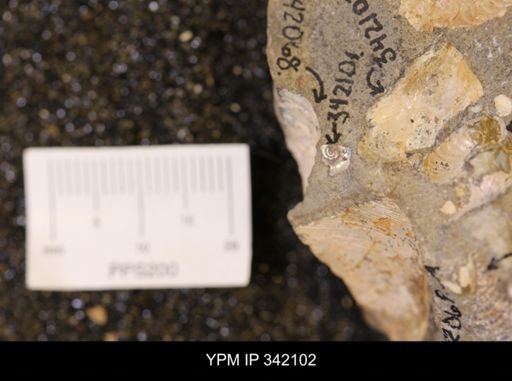 Hoploscaphites sp.