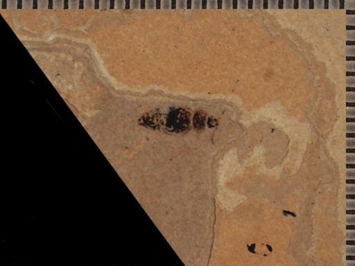 undet. Staphylinidae