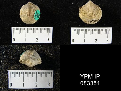 Atrypa reticularis