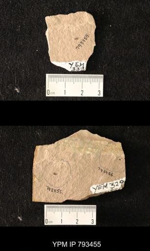 Curculionidae
