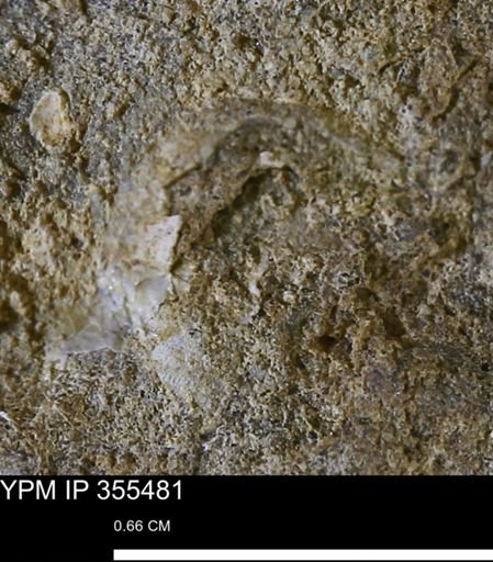 Mollusca