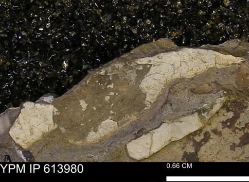 undet. Mollusca