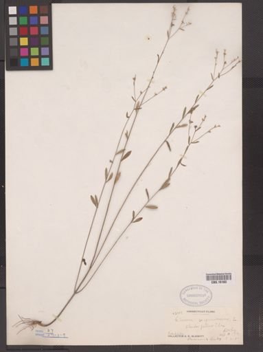 Linum virginianum
