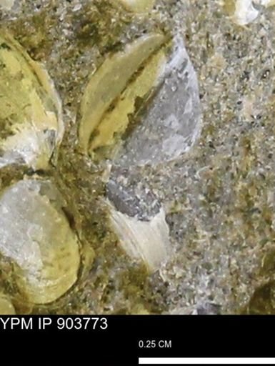 Corbulamella sp.