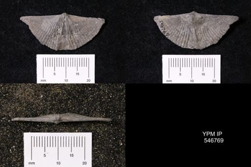 Mucrospirifer sp.