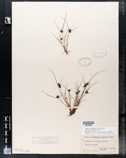 Cyperus bipartitus
