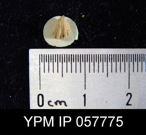 Camarotoechia bialveata