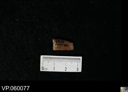 Protosphyraena sp.