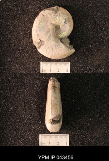 Hoploscaphites nicolletii