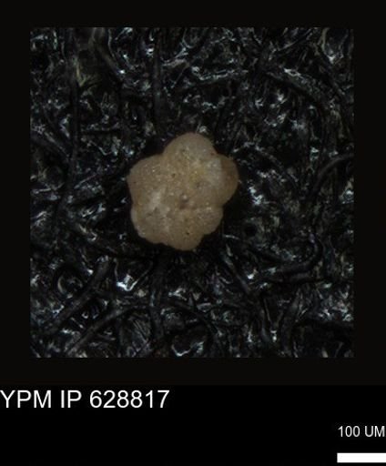 undet. Foraminiferida