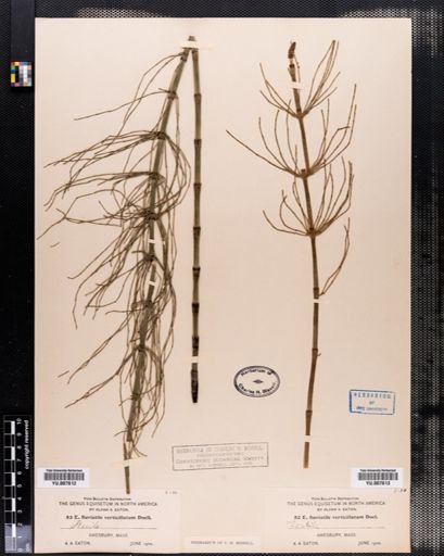Equisetum fluviatile
