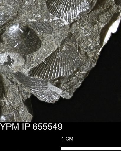 Oxytoma (Hypoxytoma) nebrascana