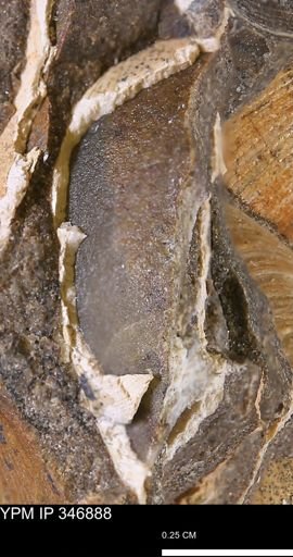undet. Bivalvia