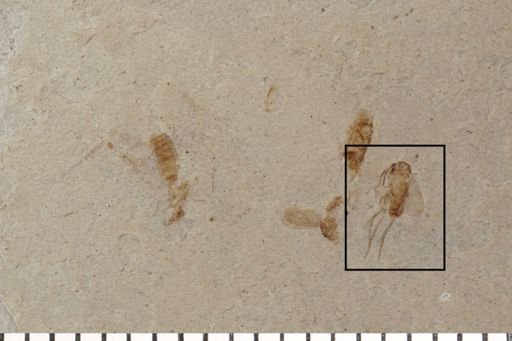 Diptera