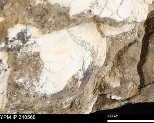 Ostrea glabra