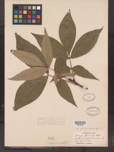 Carya glabra