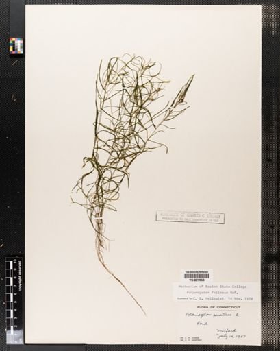 Potamogeton foliosus