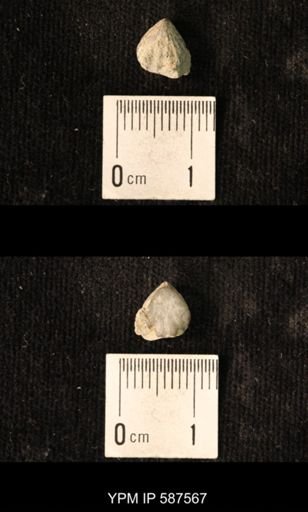 Camarotoechia whitei