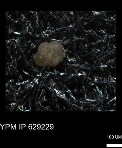 undet. Rugoglobigerinidae